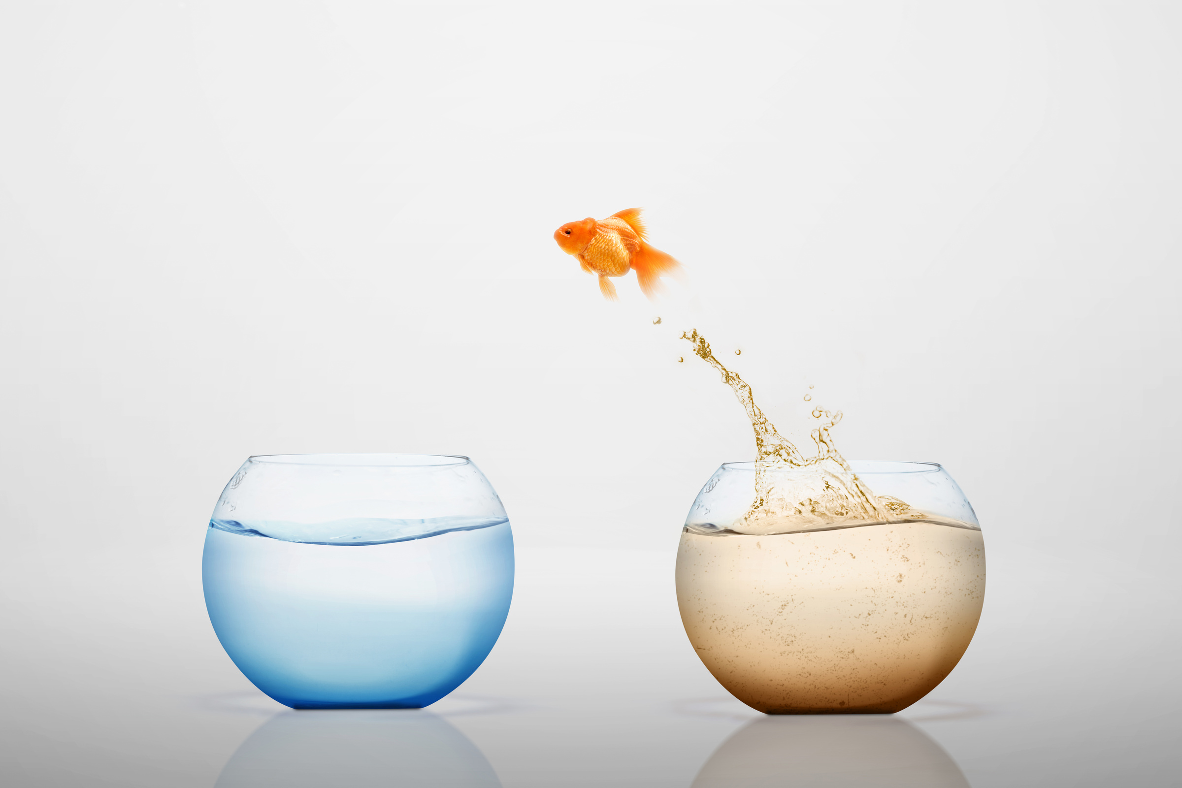 Goldfish jumping out into a freshwater bowl